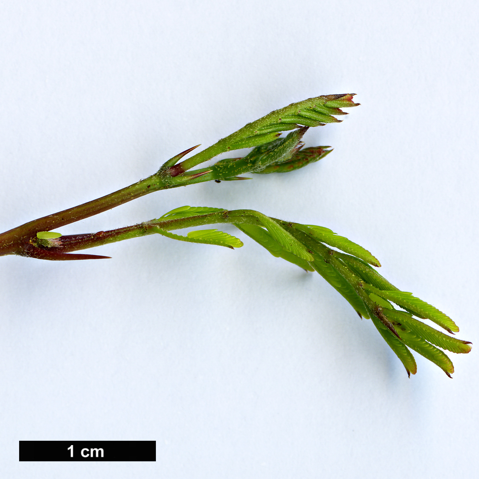 High resolution image: Family: Fabaceae - Genus: Vachellia - Taxon: farnesiana